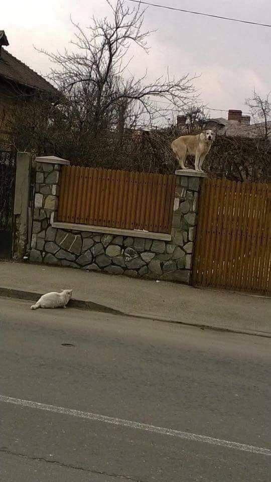 "Say it again,doggo! I dare you!"
