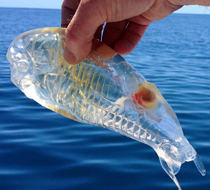 Salpa maggiore translucent salp fish
