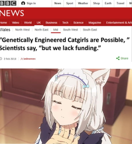 Genetically engineered catgirls : r/memes