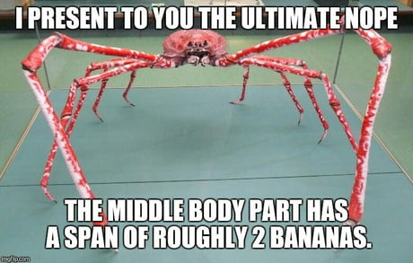 Japanese Spider Crab Sorry No Real Bananas For Scale 9gag