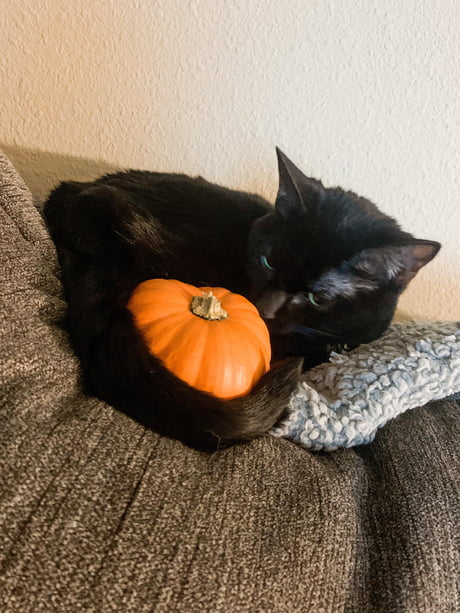giving cats pumpkin