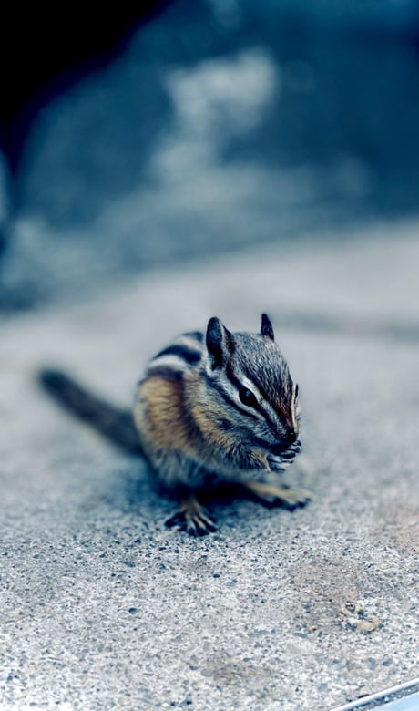 Chipmunk Phone Wallpapers