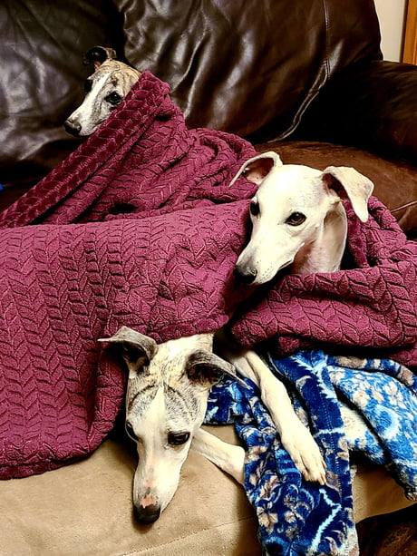 whippet blanket