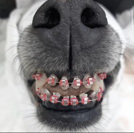 do dogs ever get braces