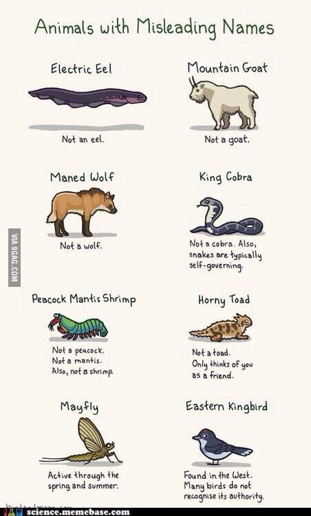Animals with Misleading Names - 9GAG