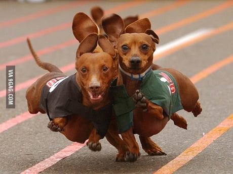 adorable dachshunds