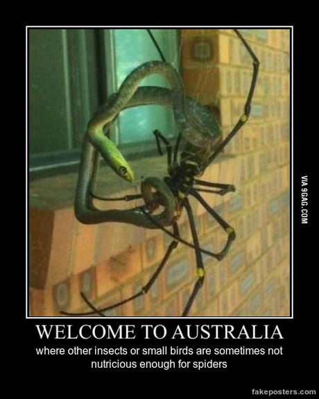 Spider season in Australia - 9GAG