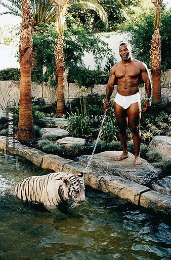 Featured image of post Mike Tyson White Tiger Wallpaper