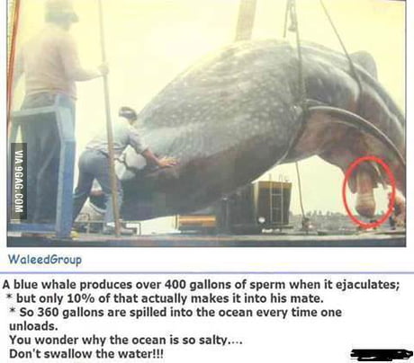 You Wonder Why The Ocean Is So Salty 9gag