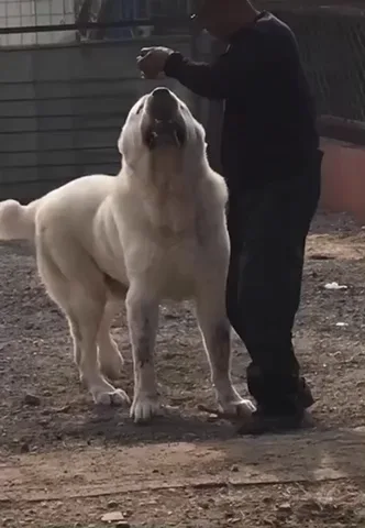 Best 30 Central Asian Shepherd Dog Fun On 9gag