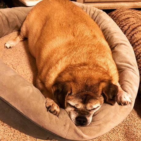 Fat puggle 2024