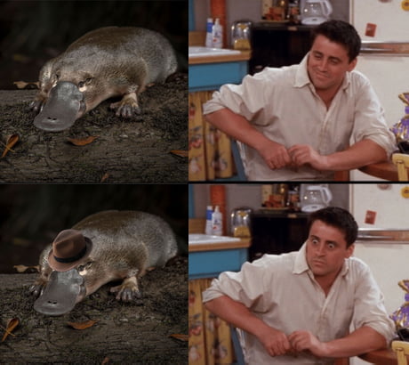 A Platypus 9gag