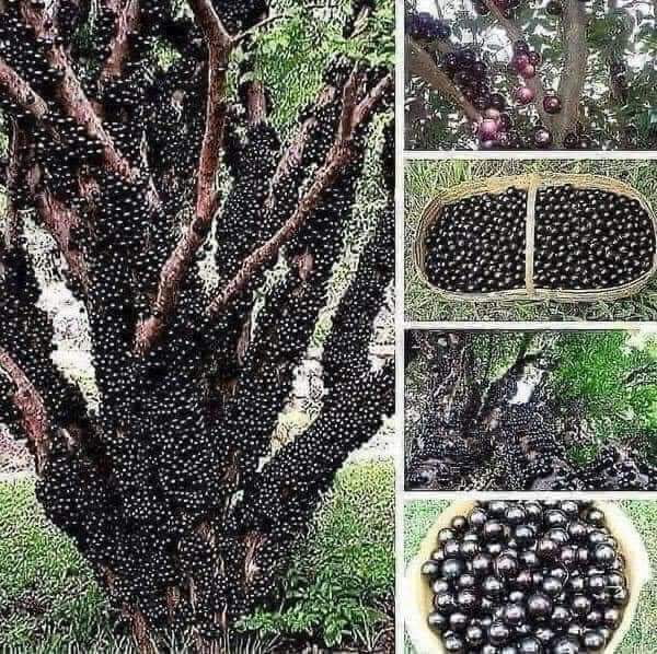 Jabuticaba tree, only in Brazil, Argentina, Paraguay, and Bolivia - the fruit grows directly on the trunk and branches and tastes like blueberry yogurt