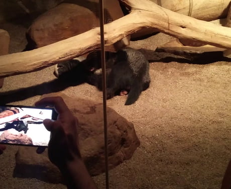 Honey badger has more chill than half of 9gag (Prague zoo)