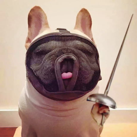 french bulldog with muzzle