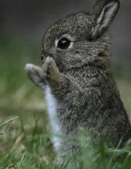 The rabbit so cute - 9GAG