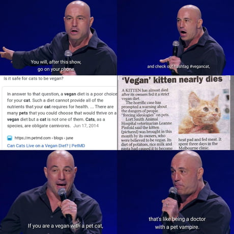 51+ Vegan cat rogan cat pics, cats, cute cats