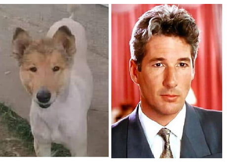 a dog that looks exactly like richard gere