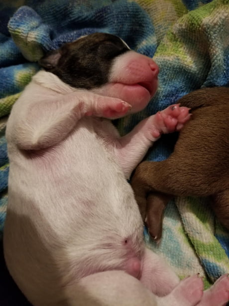 3 day old puppies
