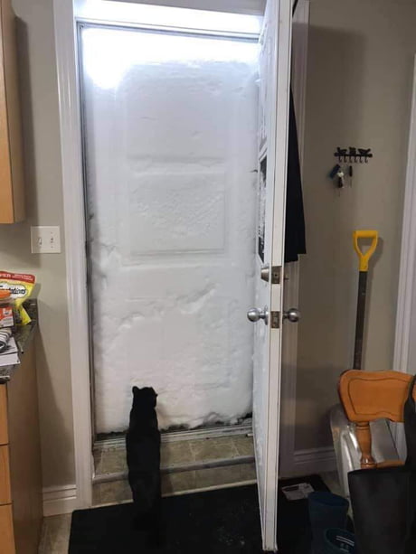 &quot;Wtf is this&quot;- cat