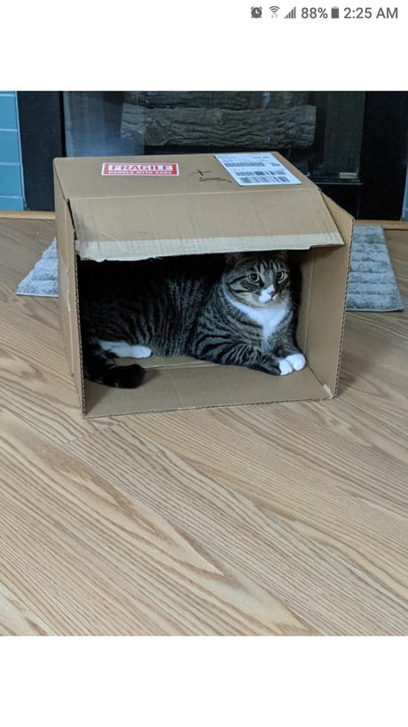 Cats And Boxes He Tears Up And Tries To Eat Paper So No Paper Bags His Name Is Houdini 9gag