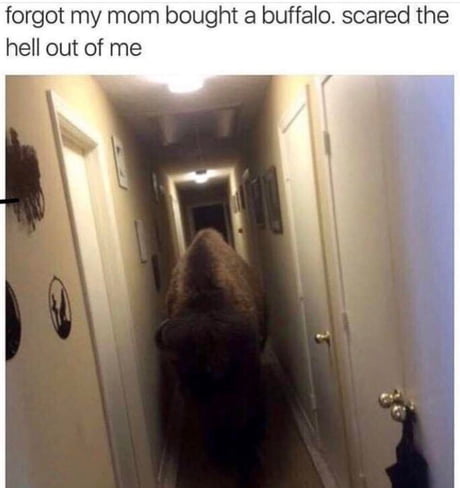 Buffalo