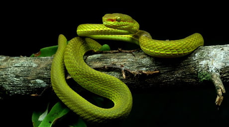 Scientists Discover A New Snake And Name It After Slytherin 9gag