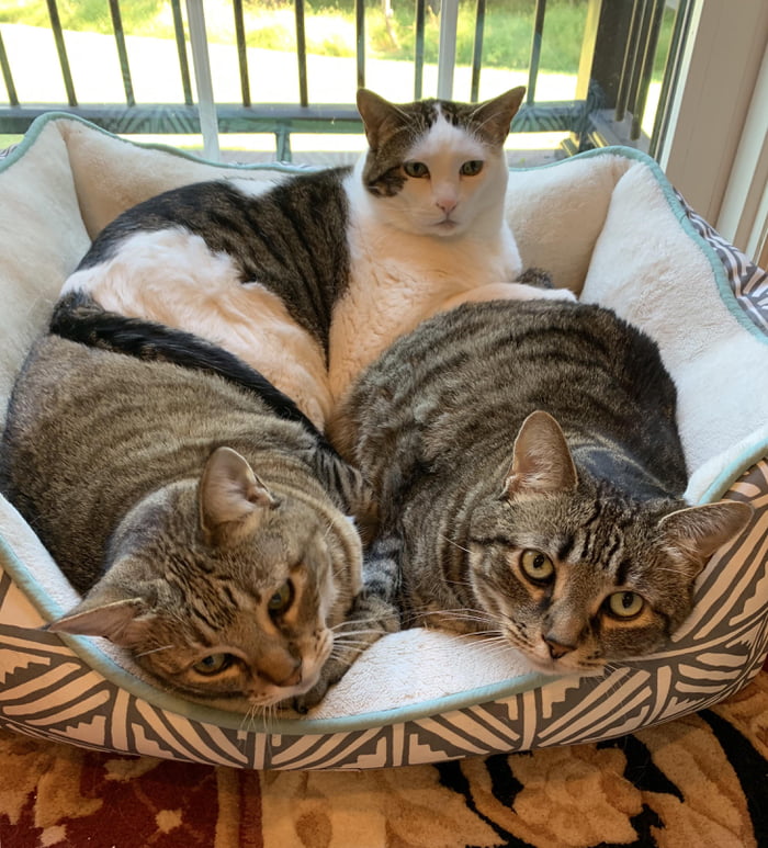 Triple cat pile up! 9GAG