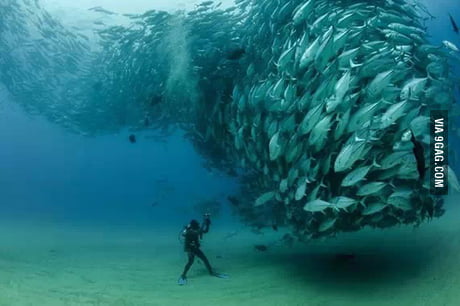 Jack storm ，Tens of thousands of jack fish swam together, very