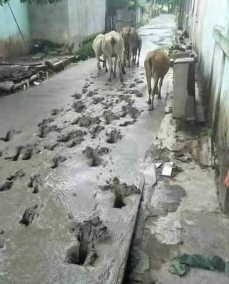 Cowcrete