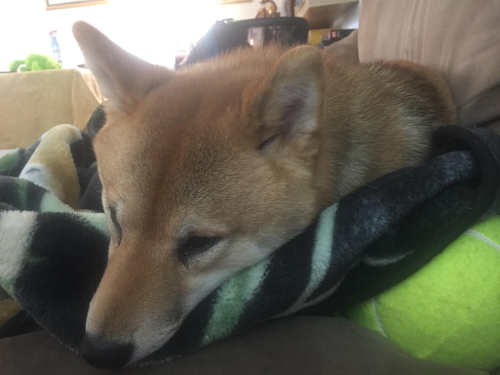 Tiredboye about to do a heckin’ sleep