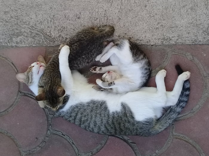 Cats. Gods of Naps.