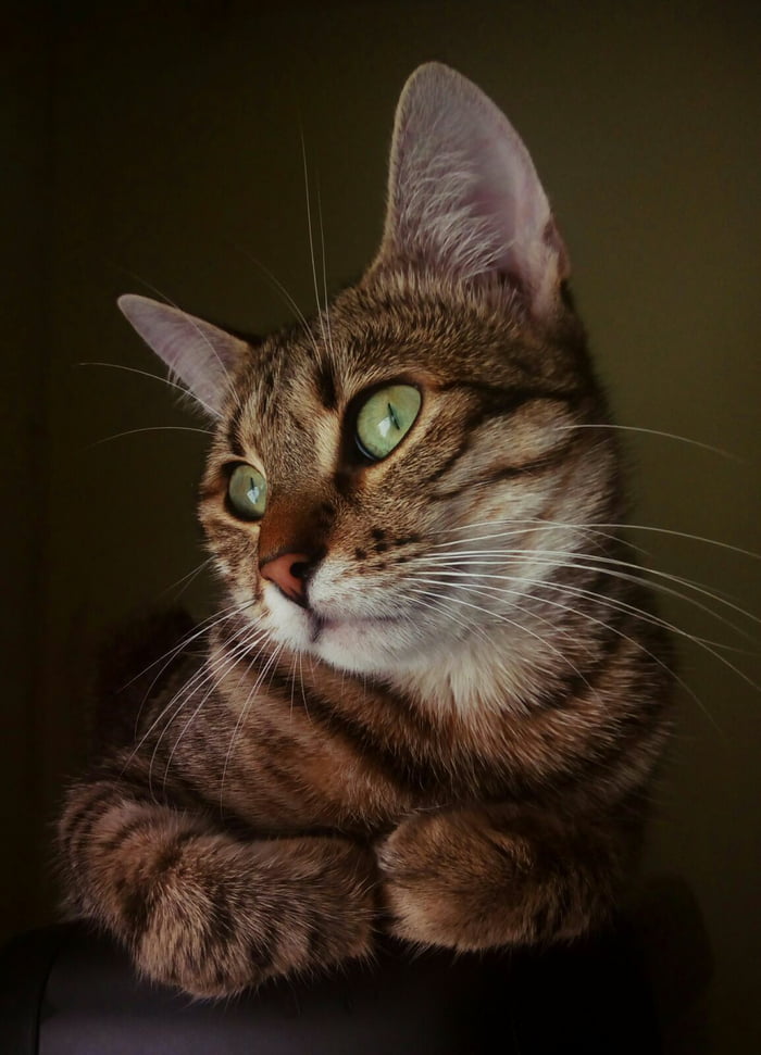 My cat best cat