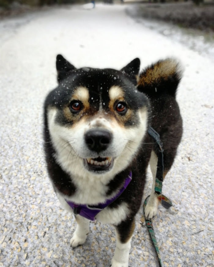 I think my doge is really happy to see some snow