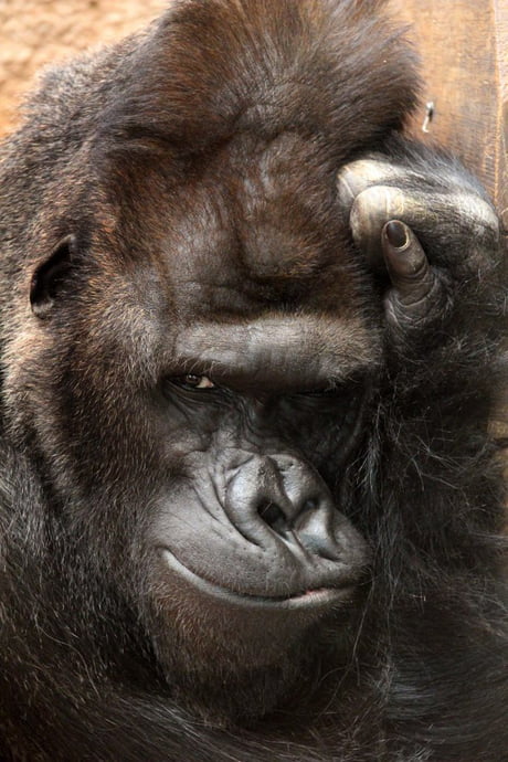 Gorillas Pose For Selfies With Anti-Poaching Rangers In Congo | Bored Panda