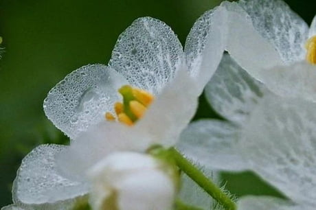 Skeleton Flowers” Turn Transparent When It Rains