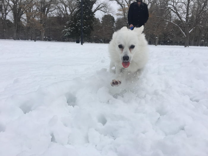 Pupper does a zoom