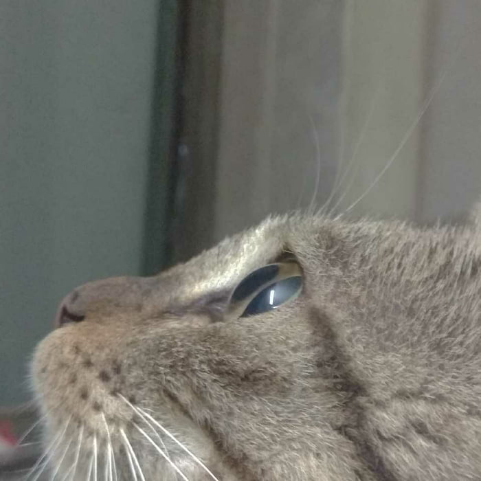 A cat named SAROJA