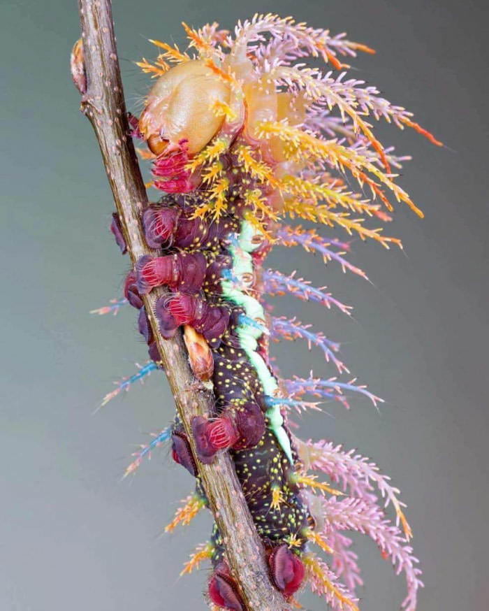 A royal moth caterpillar