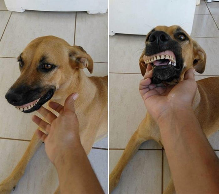 Doggo dug out buried dentures in neighbors backyard