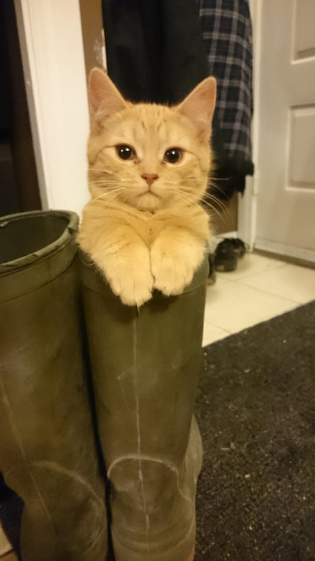 cat in a boot