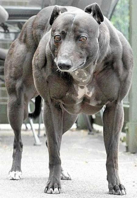 In awe at the size of this pupper. Absolute unit.