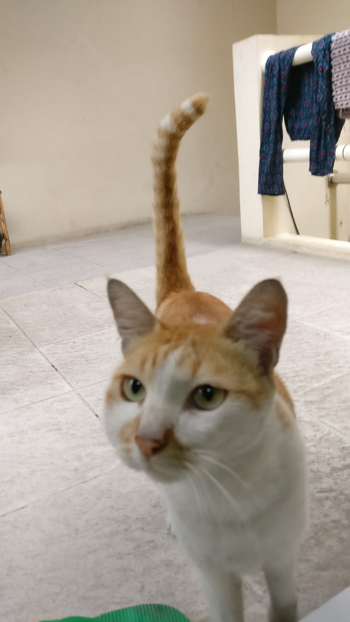 Just found the Quagmire's cat, giggity