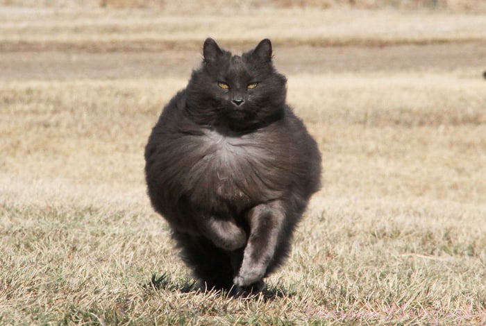 I'm majestic af