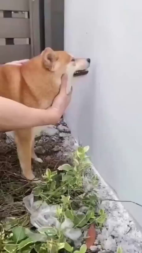 A window to the world