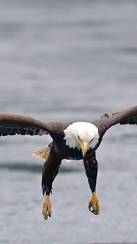 Gone in 30 seconds from catch to feed to consumption and that was in slow motion. Wow. Incredible.