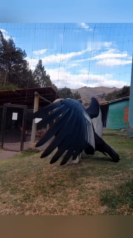 The largest flying land bird on earth
