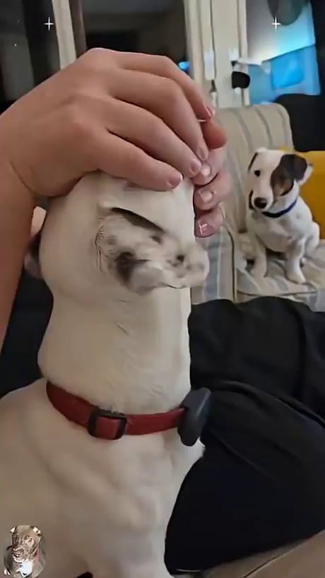 How to feed medication to dogs