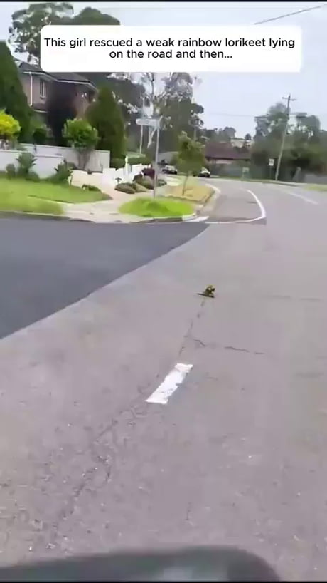 Bird brought all his friends to thank the lady who had saved it