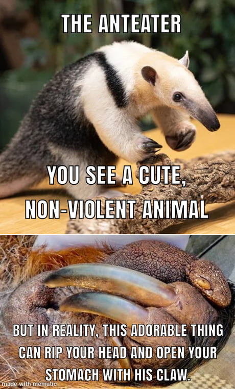 Best Funny anteater Memes - 9GAG